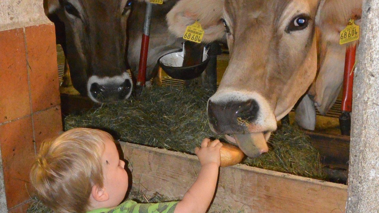 bei der Stallarbeit bei der Stallarbeit